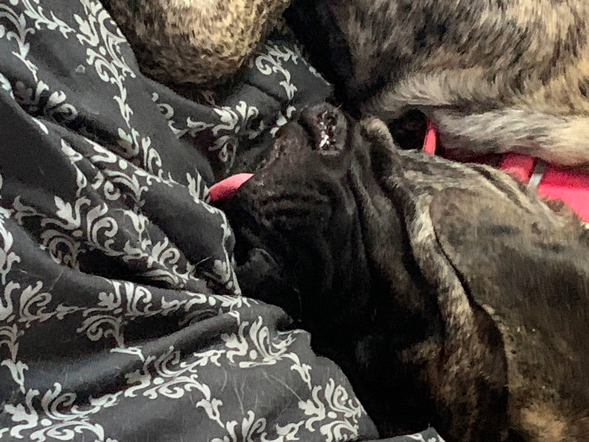 Delilah is registered to the contest to win money with this photo: carnivore, close_up, comfort, flesh, fur, grey, linens, natural_material, pattern, rock, snout, terrestrial_animal, wildlife, working_animal, wrinkle