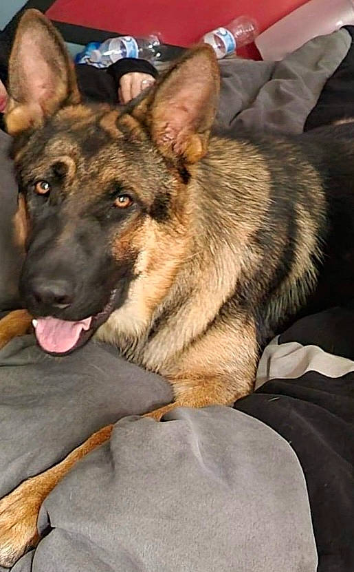 King Luke joined the competition — help win amazing prizes! belgian_shepherd_malinois, canidae, carnivore, collar, companion_dog, dog, dog_breed, east_european_shepherd, fawn, fur, german_shepherd_dog, guard_dog, herding_dog, king_shepherd, law_enforcement, old_german_shepherd_dog, snout, sporting_group, working_animal, working_dog