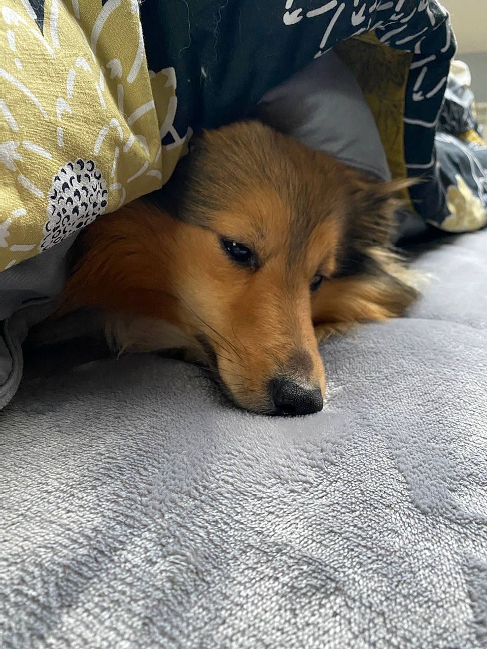 Ninja a rejoint le concours — aidez-le/la à gagner de superbes lots ! canidae, carnivore, comfort, companion_dog, dog, dog_breed, dog_supply, fawn, flooring, fur, grass, nap, paw, snout, sporting_group, tail, terrestrial_animal, toy_dog, whiskers, wood