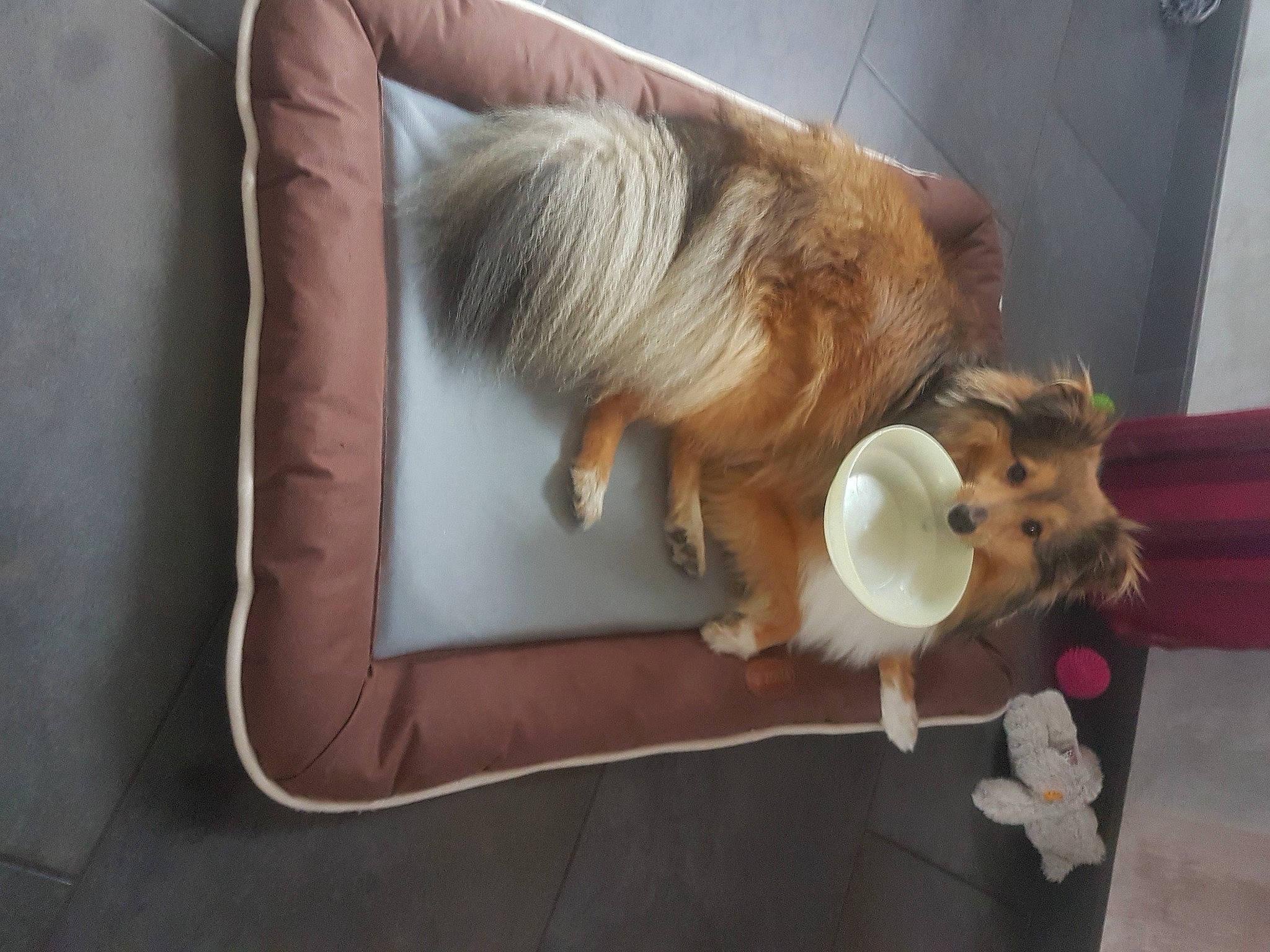 Ninja participe au concours pour gagner de l'argent avec cette photo : art, canidae, chair, comfort, companion_dog, couch, dog_breed, fawn, felidae, flooring, fur, hardwood, small_to_medium_sized_cats, sporting_group, stuffed_toy, table, tail, toy, whiskers, wood