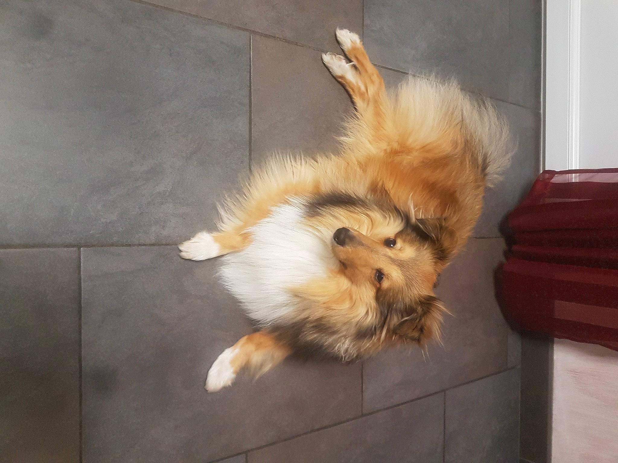 Ninja participe au concours pour gagner de l'argent avec cette photo : carnivore, claw, companion_dog, dog, dog_breed, fawn, felidae, floor, flooring, german_spitz, paw, small_terrier, small_to_medium_sized_cats, snout, sporting_group, tail, terrier, toy_dog, whiskers, wood