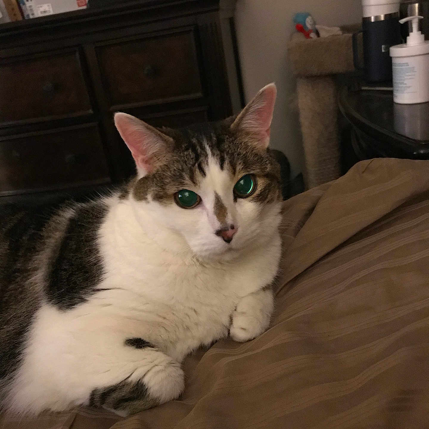 Clyde Barrow Howland joined the competition — help win amazing prizes! abyssinian, animal, architecture, bed, bedroom, box, building, cabinet, cat, couch, drawer, furniture, hardwood, indoors, kitten, manx, pet, room, shelf, wood