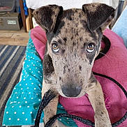 Blue joined the competition — help win amazing prizes! puppy, dog, pet, close_up, speckled, brown, black, eyes, ears, blanket, toy, rope_toy, indoor, floor, resting, cute, animal, playful, looking, young