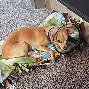 Jack is registered to the contest to win money with this photo: blanket, blanket_fringe, brown_fur, carpet, chihuahua, collar, cone, cozy, dog, elizabethan_collar, fireplace, fleece, floor, indoor, lying_down, pet, resting, side_eye, sleepy, small_dog