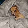 bed, bedding, blanket, blanket_tunnel, chihuahua, close_up, cozy, cute, dog, eyes, flash, fur, indoor, pet, pillow, resting, small_dog, snuggled, soft_texture, tongue_out