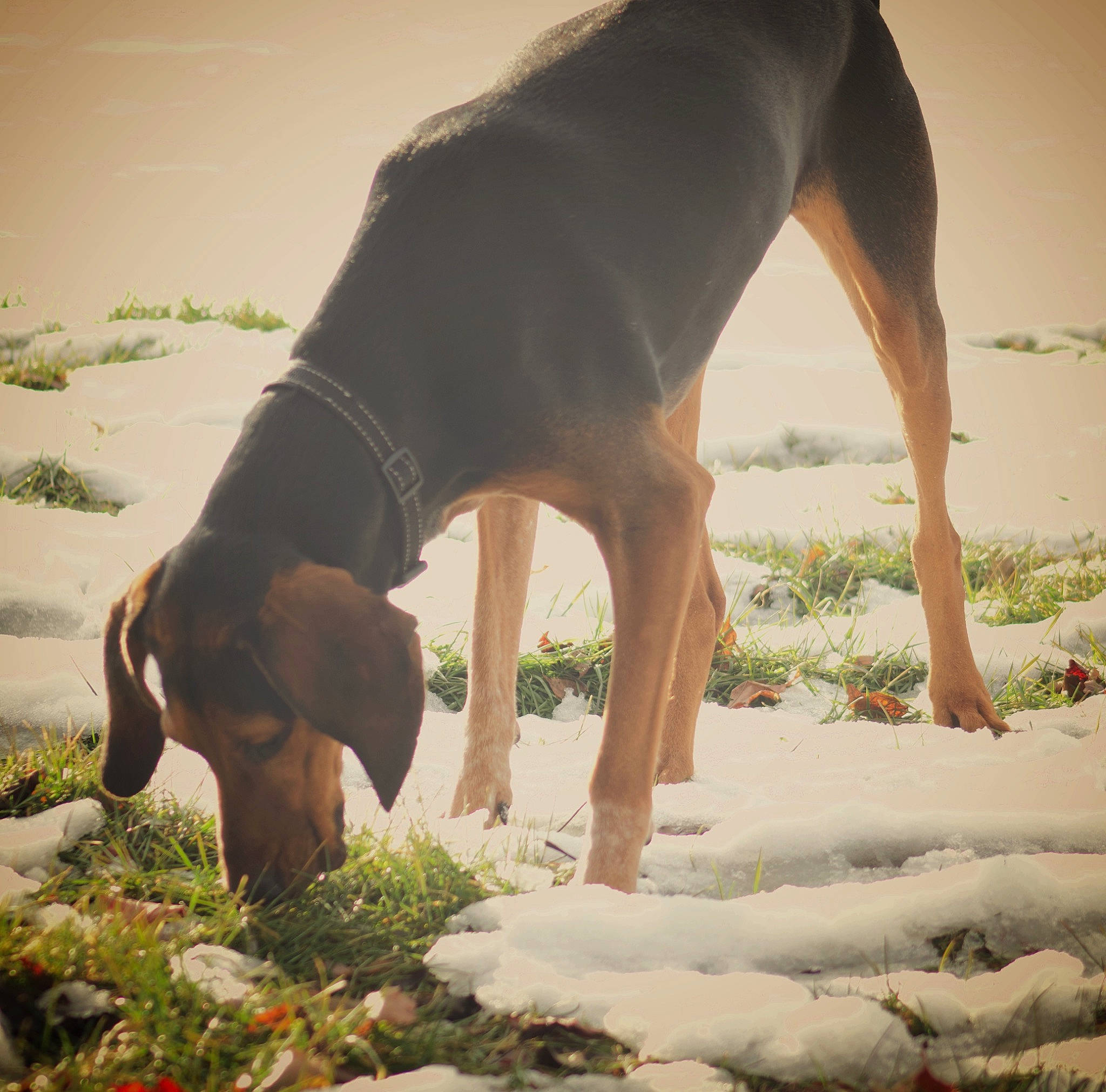 Minnie joined the competition — help win amazing prizes! canidae, carnivore, companion_dog, dog, dog_breed, fawn, foot, grass, happy, human_leg, knee, landscape, people_in_nature, plant, sporting_group, tail, terrestrial_animal, thigh, wildlife, working_animal