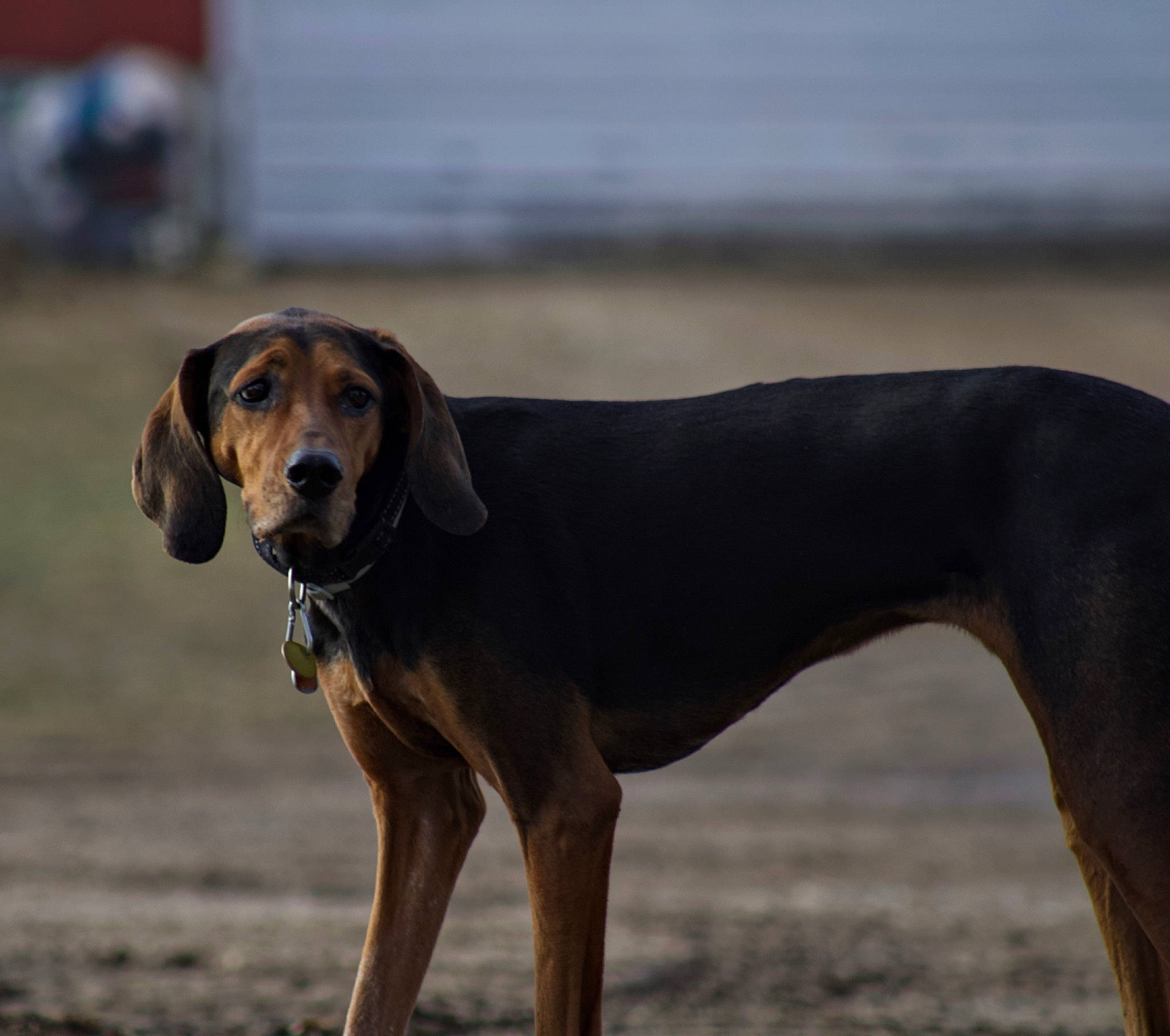 Minnie joined the competition — help win amazing prizes! beach, canidae, carnivore, collar, companion_dog, dog, dog_breed, dog_collar, dog_supply, fawn, gun_dog, hunting_dog, landscape, liver, pet_supply, sporting_group, terrestrial_animal, working_animal, working_dog
