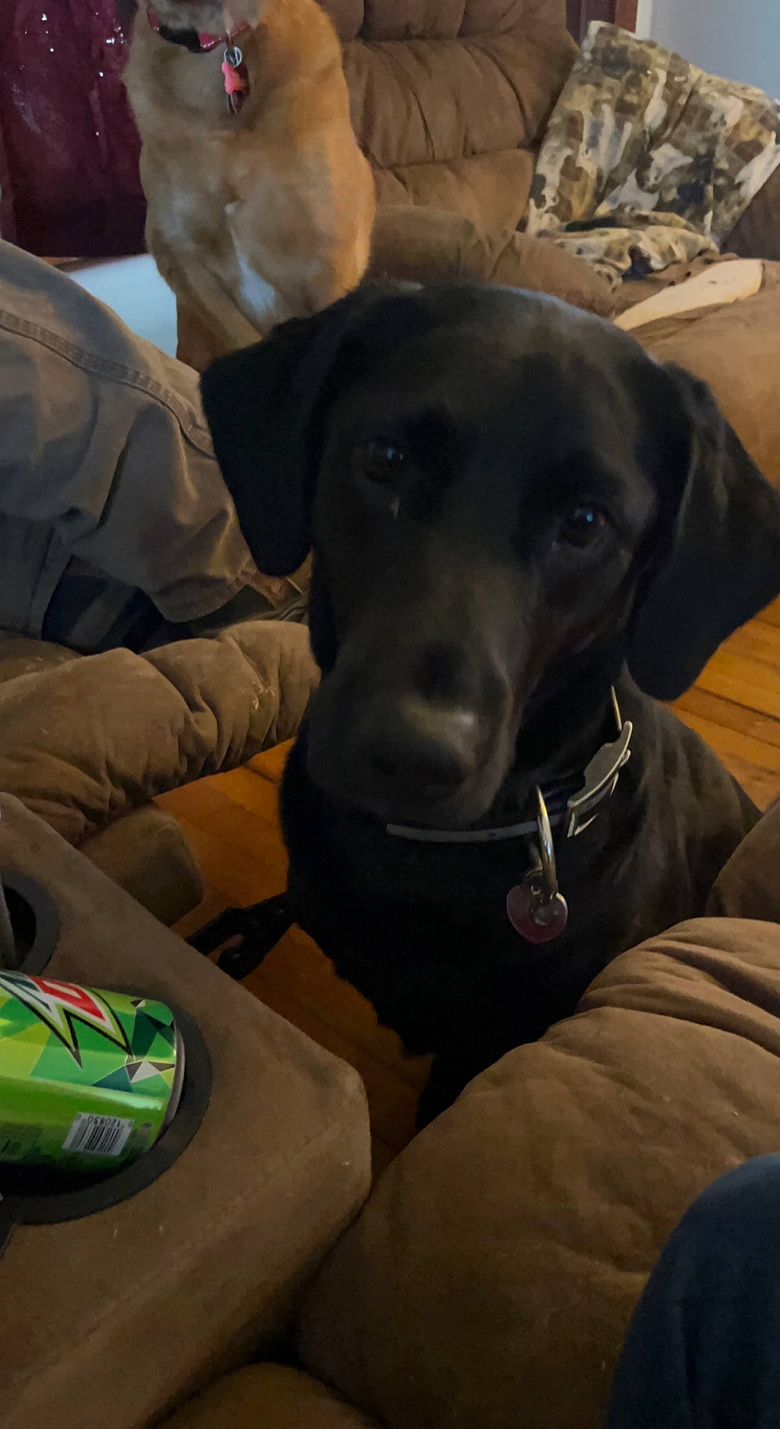 Jade is registered to the contest to win money with this photo: adventure, borador, canidae, carnivore, collar, comfort, companion_dog, dog, dog_breed, dog_collar, gun_dog, hat, hunting_dog, liver, personal_protective_equipment, pet_supply, pointing_breed, snout, sporting_group, working_animal