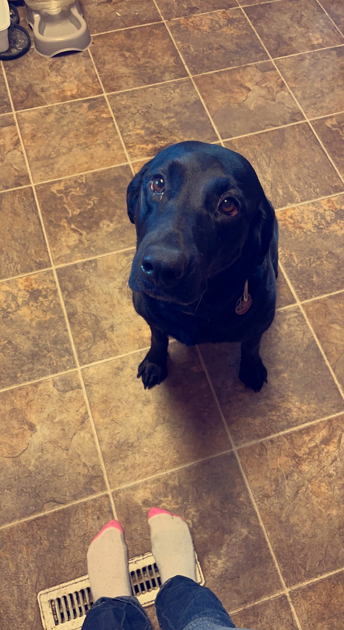 Jade joined the competition — help win amazing prizes! borador, canidae, carmine, carnivore, companion_dog, dog, dog_breed, electric_blue, floor, flooring, fur, hardwood, liver, metal, snout, sporting_group, square, tableware, tile_flooring, working_animal