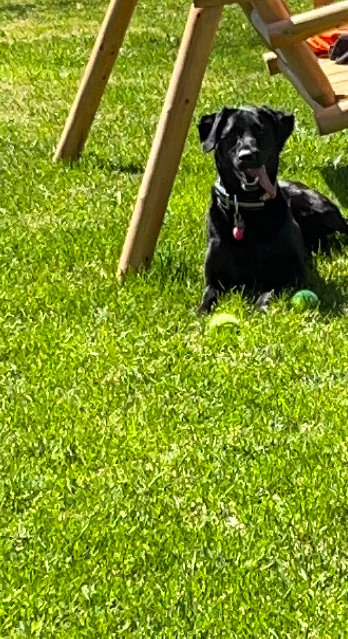 Jade joined the competition — help win amazing prizes! borador, canidae, carnivore, collar, companion_dog, dog, dog_breed, dog_collar, dog_supply, grass, grassland, groundcover, guard_dog, gun_dog, hunting_dog, non_sporting_group, pasture, plant, sporting_group, working_animal