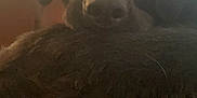 Jade is registered to the contest to win money with this photo: borador, carnivore, cloud, companion_dog, dog, dog_breed, fawn, flooring, fur, guard_dog, mammal, retriever, sky, snout, sporting_group, tree, vertebrate, whiskers, wood, working_animal
