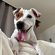 Uno participe au concours pour gagner de l'argent avec cette photo : dog, jack_russell, pet, tongue_out, happy, close_up, portrait, white_fur, brown_patch, nose, paw, ears, blanket, bed, indoor, canine, cute, playful, smiling, cozy