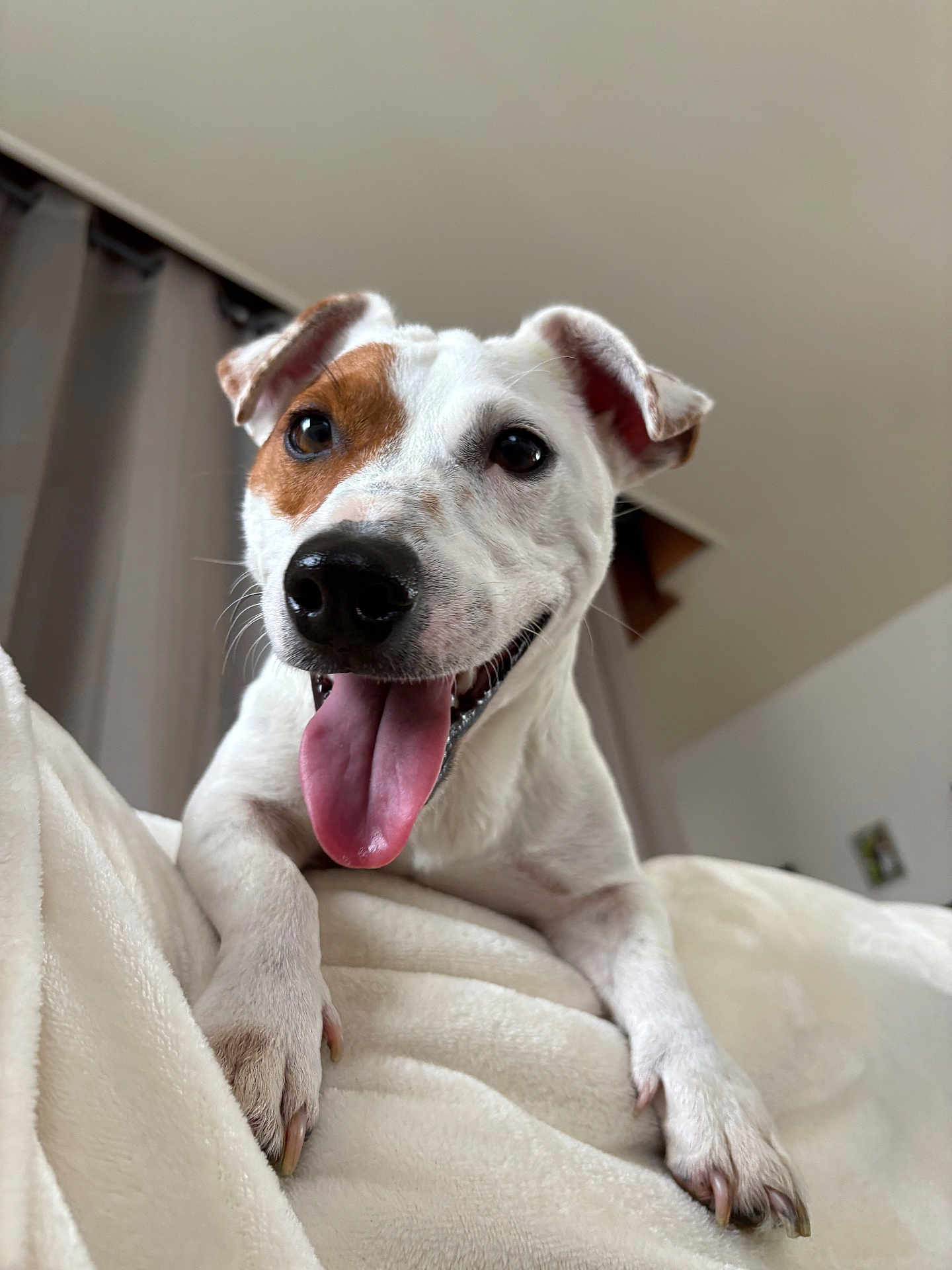 Uno participe au concours pour gagner de l'argent avec cette photo : dog, jack_russell, pet, tongue_out, happy, close_up, portrait, white_fur, brown_patch, nose, paw, ears, blanket, bed, indoor, canine, cute, playful, smiling, cozy