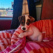 Arlo a rejoint le concours — aidez-le/la à gagner de superbes lots ! animal, blanket, brown, cozy, curious, cute, dog, fur, indoor, jacket, paw, pet, playful, puppy, resting, small, striped, white, window, young