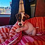 animal, blanket, brown, cozy, curious, cute, dog, fur, indoor, jacket, paw, pet, playful, puppy, resting, small, striped, white, window, young