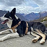 Una a rejoint le concours — aidez-le/la à gagner de superbes lots ! adventure, animal, black_and_white, canine, cloudy_sky, dog, fur, happy, harness, landscape, mountains, nature, outdoor, paw, relaxed, resting, rock, scenery, snow, tongue_out