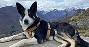 Una a rejoint le concours — aidez-le/la à gagner de superbes lots ! animal, calm, canine, clouds, dog, fur, harness, landscape, majestic, mountain, nature, outdoor, paw, resting, rock, scenery, sky, snow, travel, wildlife