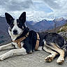 Una a rejoint le concours — aidez-le/la à gagner de superbes lots ! dog, canine, mountain, snow, harness, outdoor, nature, rock, animal, landscape, scenery, sky, clouds, paw, fur, resting, majestic, calm, wildlife, travel