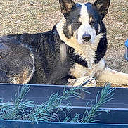 Una participe au concours pour gagner de l'argent avec cette photo : dog, black_and_white, outdoor, grass, planter, plant, resting, animal, pet, canine, fur, ears, nose, eyes_closed, nature, daylight, relaxing, muzzle, snout, ground