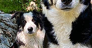 Una a rejoint le concours — aidez-le/la à gagner de superbes lots ! dog, border_collie, wet_fur, forest, greenery, rocks, outdoor, nature, animal, pet, canine, two_dogs, alert, portrait, fur_texture, standing, daylight, close_up, eyes, ears