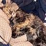 kitten, sleeping, cozy, tortoiseshell, fur, knitted_fabric, clothing, blanket, cute, pet, animal, resting, indoor, soft, feline, nap, young, warm, comfort, relaxation