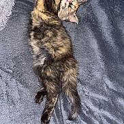 Ulia a rejoint le concours — aidez-le/la à gagner de superbes lots ! cat, tortoiseshell, sleeping, stretching, paw, blanket, soft_texture, grey, blue_pillow, pet, feline, relaxed, cozy, indoor, animal, cute, fur, resting, nap, phone_screenshot
