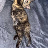cat, tortoiseshell, sleeping, stretching, paw, blanket, soft_texture, grey, blue_pillow, pet, feline, relaxed, cozy, indoor, animal, cute, fur, resting, nap, phone_screenshot