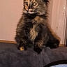 kitten, cat, tortoiseshell, feline, pet, indoor, wall, plant, shadow, jeans, leg, crouching, fur, looking_away, domestic_animal, young_animal, cozy, furniture, soft_lighting, curious