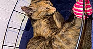 Ulia a rejoint le concours — aidez-le/la à gagner de superbes lots ! cat, sleeping, tortoiseshell, basket, cushion, toy, indoor, pet, fur, cozy, resting, animal, closeup, cute, feline, relaxed, wireframe, blue, pink, soft