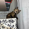 kitten, cat, tortoiseshell, curious, box, floral_pattern, indoor, curtain, tiles, wide_eyes, fur, pet, animal, cute, young, looking, feline, playful, domestic, small