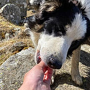 Babychou a rejoint le concours — aidez-le/la à gagner de superbes lots ! dog, hand, outdoor, rock, grass, sunlight, pet, animal, closeup, fur, nature, daylight, black_and_white, friendly, nibble, interaction, mammal, canine, gentle, landscape