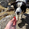 Babychou participe au concours pour gagner de l'argent avec cette photo : dog, hand, rock, outdoor, nature, berry, shadow, sunlight, curious, animal, closeup, black_and_white, paw, grass, stone, daylight, wild, moss, bush, pet