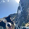 Babychou participe au concours pour gagner de l'argent avec cette photo : dog, border_collie, mountain, waterfall, outdoor, sunlight, sky, cloud, nature, landscape, happy, animal, pet, fur, tongue, daylight, scenic, rock, leash, adventure