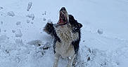 Babychou participe au concours pour gagner de l'argent avec cette photo : dog, snow, playing, outdoor, winter, jumping, happy, animal, pet, nature, mouth_open, fur, grass, cold, daytime, cheerful, snowball, active, canine, landscape