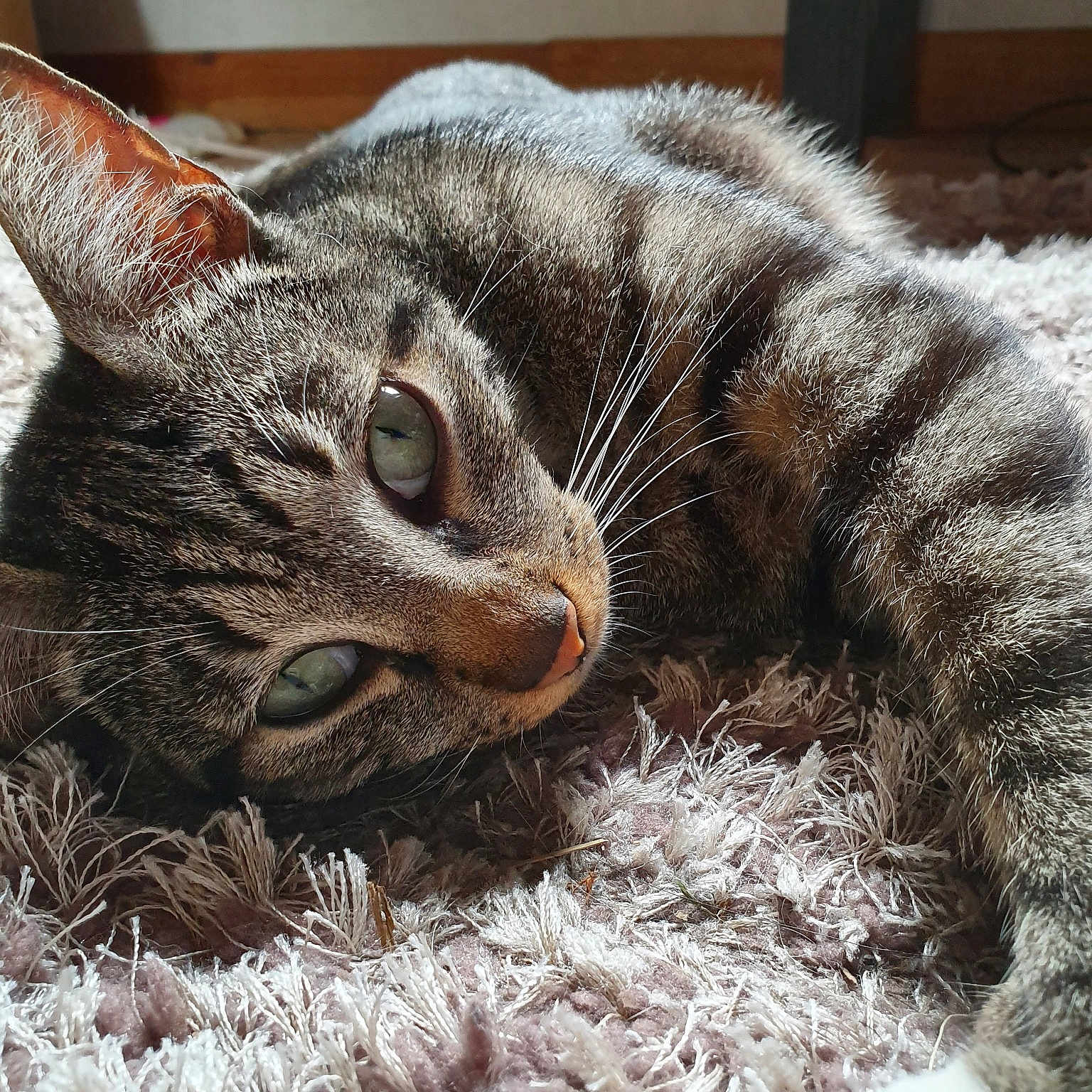 Niro
