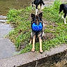 Tiya a rejoint le concours — aidez-le/la à gagner de superbes lots ! dog, water, grass, river, ball, playful, nature, outdoor, canine, fetch, mud, animal, park, pond, pet, black_and_tan, border_collie, summer, happy, wet