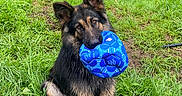 Tiya a rejoint le concours — aidez-le/la à gagner de superbes lots ! dog, german_shepherd, toy, blue_ball, grass, outdoor, pet, animal, playful, sitting, nature, greenery, ears, fur, mouth, field, cute, canine, happy, eyes