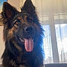 Tiya a rejoint le concours — aidez-le/la à gagner de superbes lots ! dog, german_shepherd, indoor, tongue_out, pet, animal, portrait, fur, ears, window, curtain, light, friendly, alert, canine, mammal, domestic_animal, sitting, brown, black