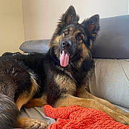 Tiya a rejoint le concours — aidez-le/la à gagner de superbes lots ! dog, german_shepherd, pet, animal, canine, fur, tongue_out, couch, indoor, relaxed, laying_down, blanket, cozy, ears_up, brown, black_fur, friendly, household, companion, cute
