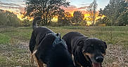 Massilia a rejoint le concours — aidez-le/la à gagner de superbes lots ! animal, canine, dog, dogs, evening, field, forest, grass, happy, landscape, nature, outdoor, pet, playful, rural, sky, smiling, sunlight, sunset, trees