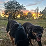Massilia a rejoint le concours — aidez-le/la à gagner de superbes lots ! dog, dogs, sunset, field, grass, trees, nature, outdoor, animal, canine, happy, playful, pet, smiling, sunlight, sky, landscape, rural, evening, forest