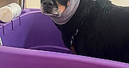 Massilia participe au concours pour gagner de l'argent avec cette photo : dog, black_dog, towel, purple_tub, chain, indoor, pet, animal, looking_away, furniture, shelf, stacked_towels, bath, expression, domestic, muzzle, fur, head_covering, container, household