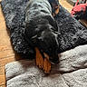 Massilia participe au concours pour gagner de l'argent avec cette photo : dog, black_dog, tan_paws, lying_down, rug, blanket, wooden_floor, indoor, natural_light, cozy, pet, relaxed, fur, canine, resting, home, comfort, animal, flooring, sleepy