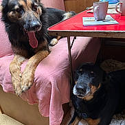 Massilia participe au concours pour gagner de l'argent avec cette photo : dog, indoor, couch, pink_cover, table, mug, paper, resting, tongue_out, black_and_tan, fur, floor, rug, wood_paneling, relaxed, pet, animal, companion, home, cozy