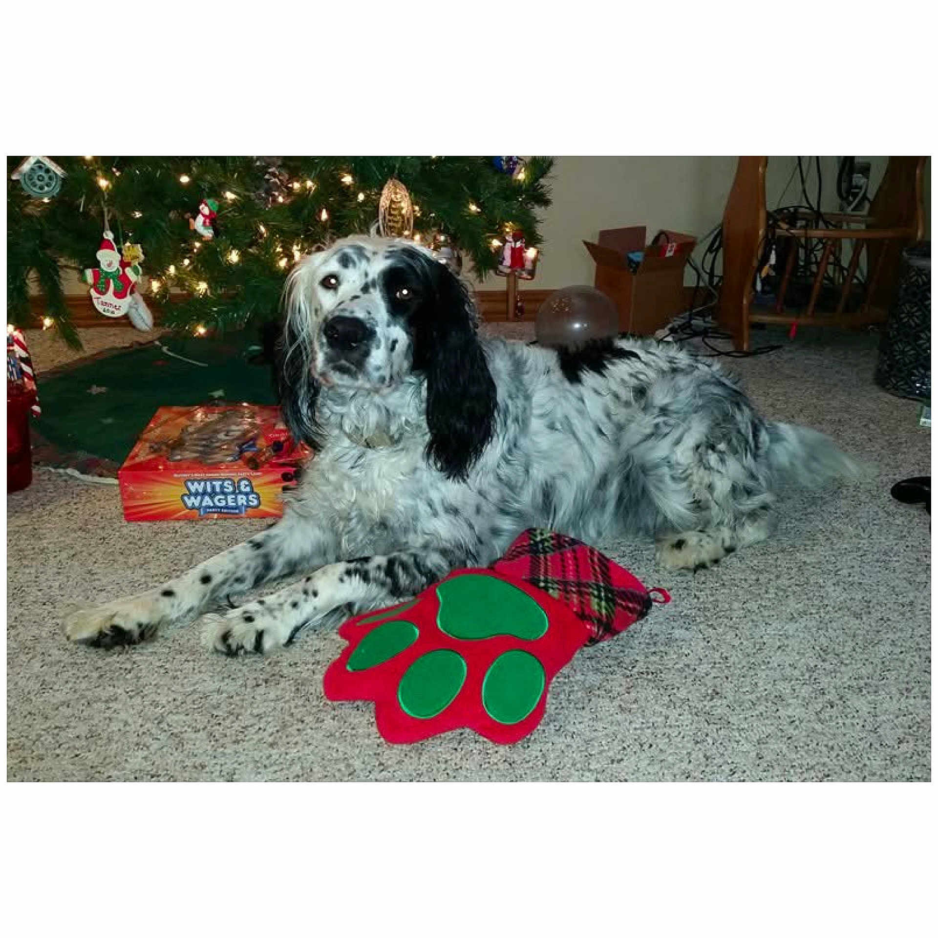 Chippy joined the competition — help win amazing prizes! animal, canine, car, christmas, christmasdecorations, clothing, cockerspaniel, costume, dog, festival, hound, indoors, interiordesign, person, pet, plant, puppy, transportation, tree, vehicle