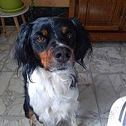 Obélix participe au concours pour gagner de l'argent avec cette photo : dog, pet, indoor, marble_floor, wooden_cabinet, potted_plant, black_fur, white_fur, brown_fur, long_ears, sitting, attentive, animal, companion, portrait, floor_tiles, houseplant, domestic_animal, cute, fur