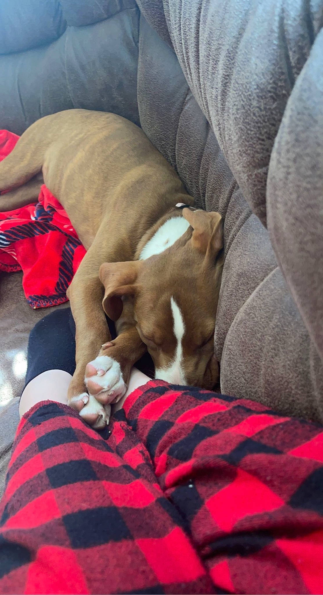 Jasmine joined the competition — help win amazing prizes! carnivore, comfort, companion_dog, dog, dog_breed, fawn, felidae, hardwood, human_leg, knee, lap, linens, pattern, paw, plaid, remote_control, small_to_medium_sized_cats, tartan, working_animal, wrist