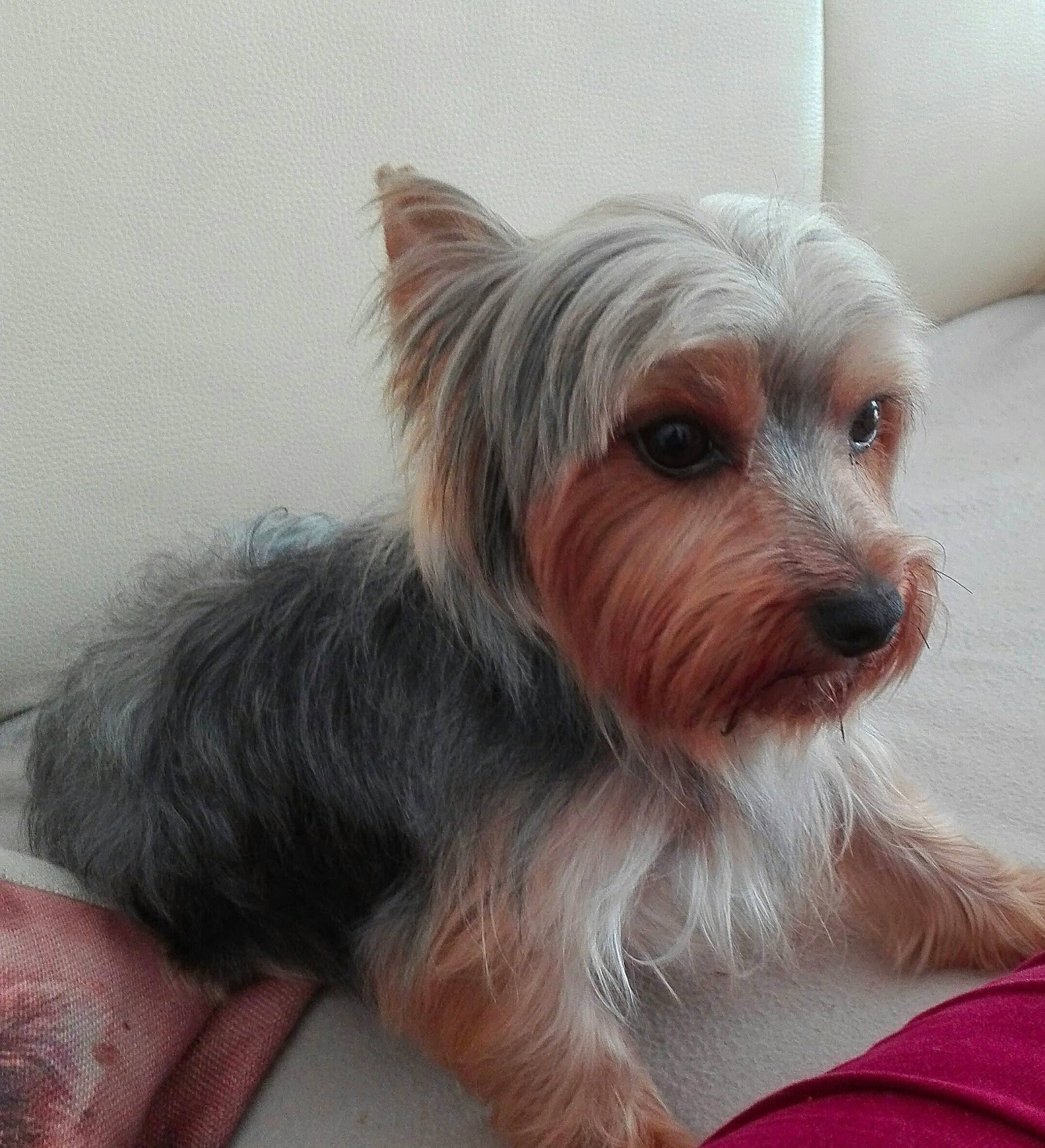 Oscar