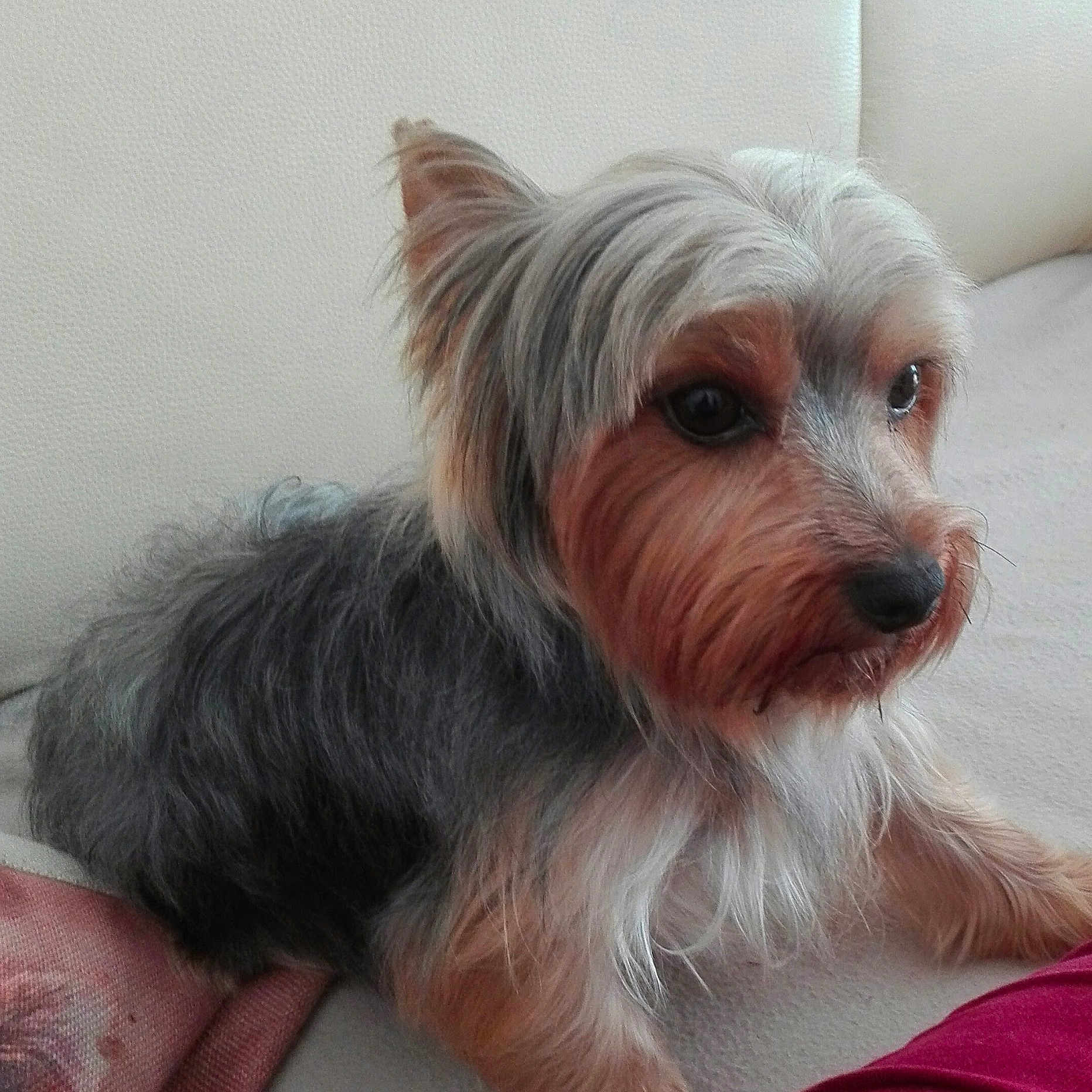 Oscar