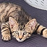 cat, kitten, tabby, animal, pet, feline, lying_down, paws, whiskers, ears, eyes, fur, striped_fur, indoors, cushion, cozy, close_up, portrait, alert, cute